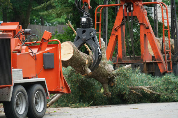 Reliable Smithton, IL Tree Removal Solutions